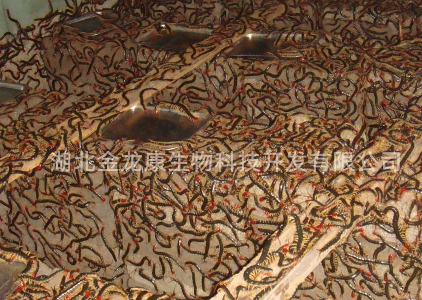 蜈蚣養(yǎng)殖技術(shù)